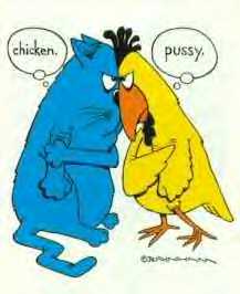 chicken - pussy